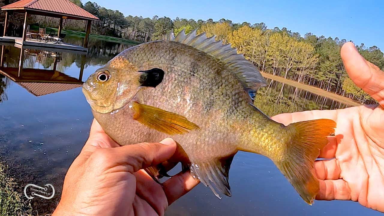 POND FISHING FOR TOAD BLUEGILL SOUTH CAROLINA YouTube