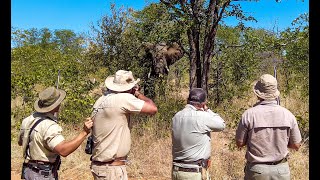 Elephant Hunt Up Close ~ Bull taken at just 21 feet! screenshot 3