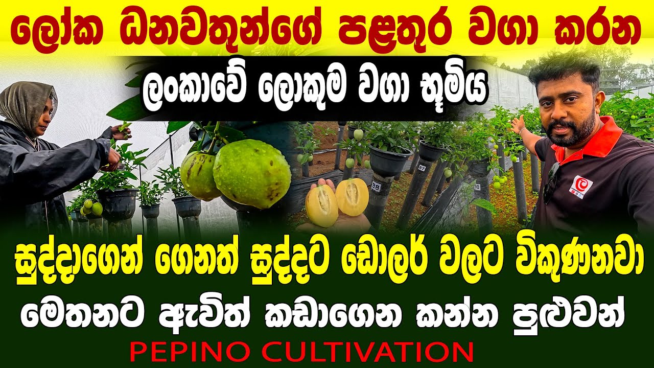 ලෝක ධනවතුන්ගේ පළතුර වගා කරන ලංකාවේ ලොකුම වගා භූමිය | ආයෙත් ‍ඩොලර් වලට සුද්දටම |  Pepino  cultivation