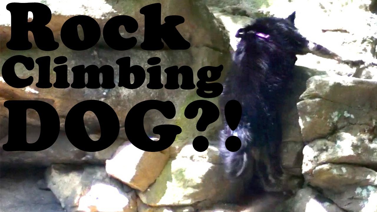Rock Climbing.. Dog!?!? YouTube