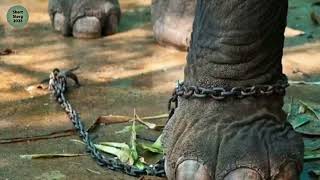 The  Elephant Rope (Belief) | Motivational Story