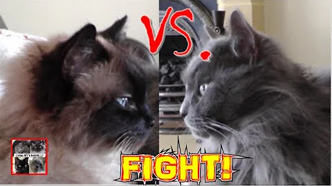 Watch the video about Ragdoll cat brothers have a half hearted fight! #cutecats #funnycats #catfight #fightingcats