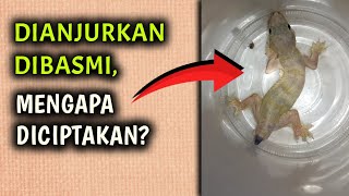 Mengapa Cicak Dianjurkan Untuk Dibasmi?