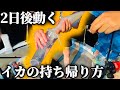 【秘密でしたが】48時間後まだ動くイカの絞め方と筒で持ち帰る荒技を教えます。