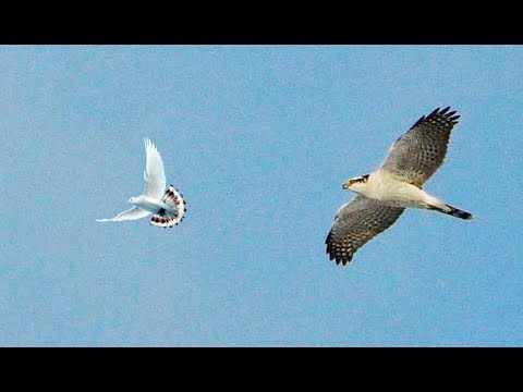 Ястреб-тетеревятник снова Атакует моих голубей | Goshawk Attacks My Pigeons Again