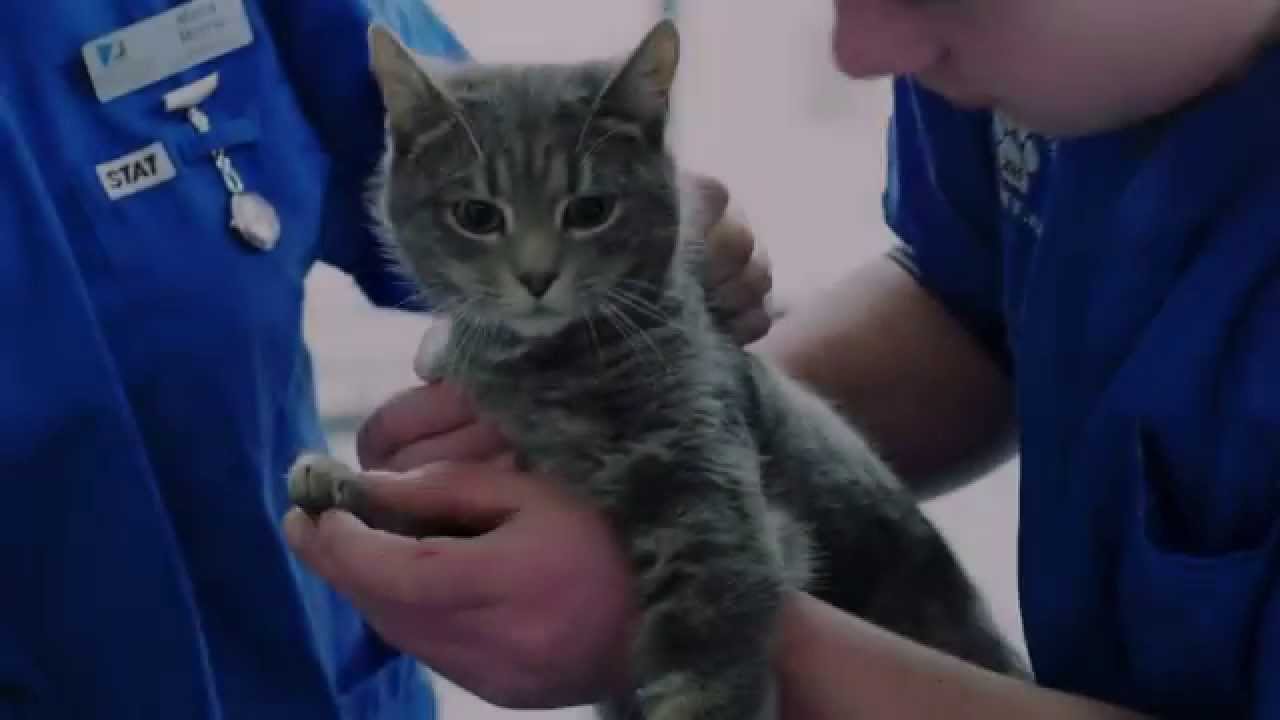 Cat Castration Surgery YouTube