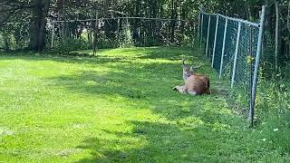IMG 9731