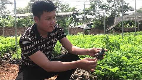 Cây Giống Trắc Đỏ - Cây Giống Lâm Nghiệp Có Giá Trị Kinh Tế Cao 0798 414 414