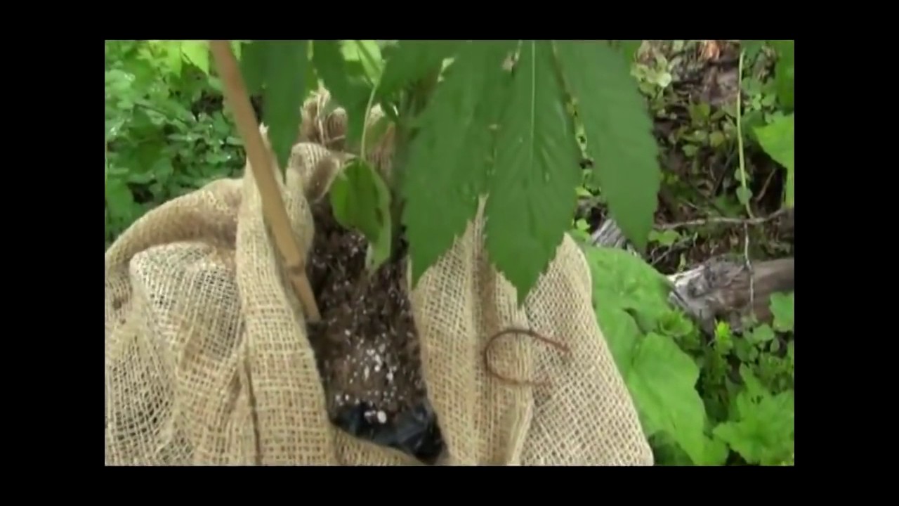 HOW TO GROW OUTDOOR MARIJUANA PLANTS YouTube
