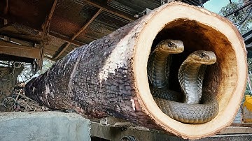 Disaster is inevitable!! The destruction of thousands of teak logs at the largest sawmill