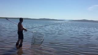 Сазан на  Красноярском водохранилище на кукурузу