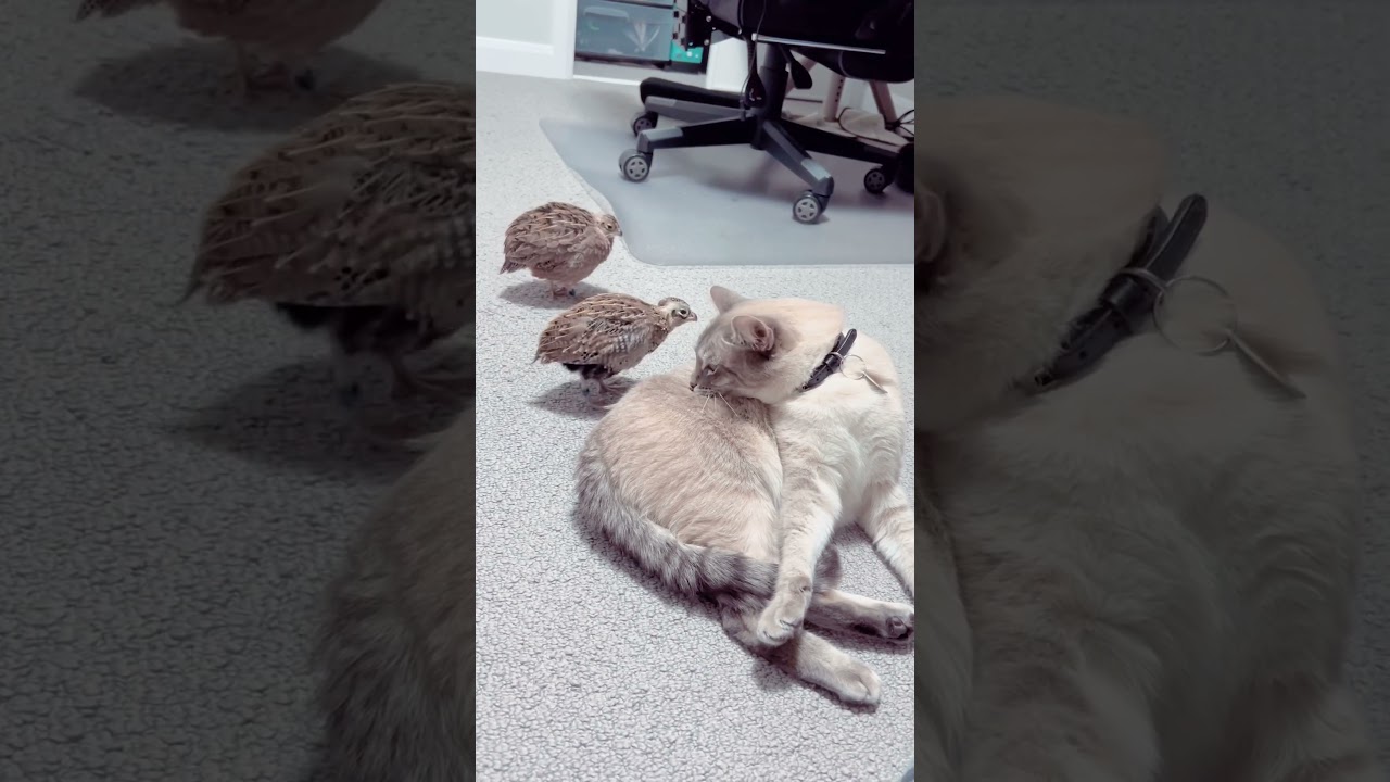 Meow's Love Journey: Love is Just What I Need, Buddy! 💖🐾 