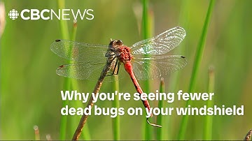 Expert explains why you might be noticing fewer bug splats on your windshield