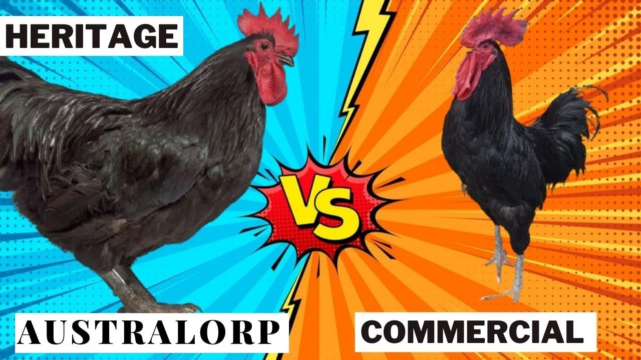 Australorp Commercial VS Australorp Heritage Rooster | Australorp Heritage VS Commercial