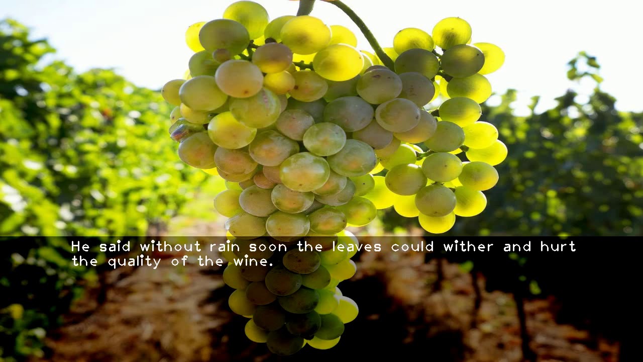 Germany launches earliest grape harvest yet amid heat wave