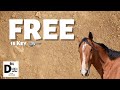 Free is key  the big d ranch