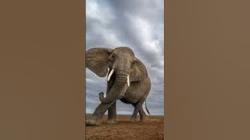 سورة الفيل #دويتو #اكسبلور #elephant #answer #راحة_نفسية #تيك_توك #ترند #لا #duet #nature