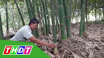 Hiệu quả trồng giống tre tứ quý | THDT