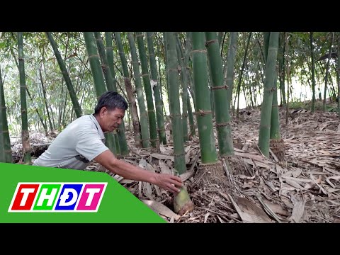 Video: Giống Tre Khu 6: Chọn Cây Tre cho Khu 6