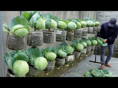 Vídeo: Container Grown Cabbage - Com cultivar la col en contenidors