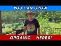 Planting Herbs - Basil, Cilantro and Dill #herbs #gardening #HowToPlantHerbs