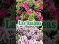 Las Azaleas