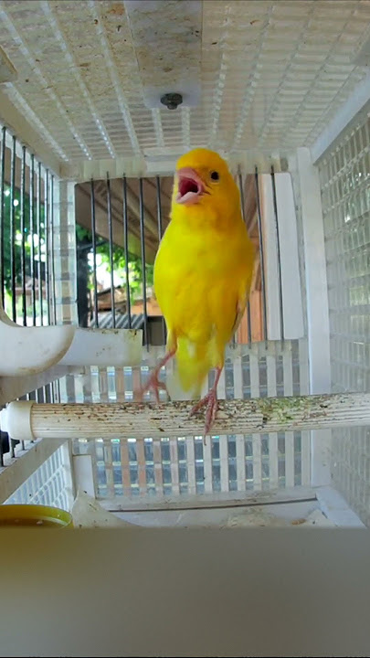 MY CANARY SINGING