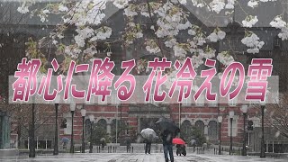都心に降る、花冷えの雪　路面凍結や着雪に警戒