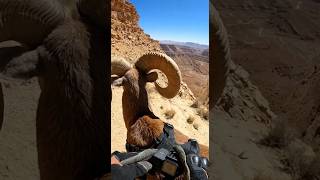 POV: Following a Wild Bighorn Sheep Across Dangerous Mountain #BighornSheep#mountainanimals#wildlife