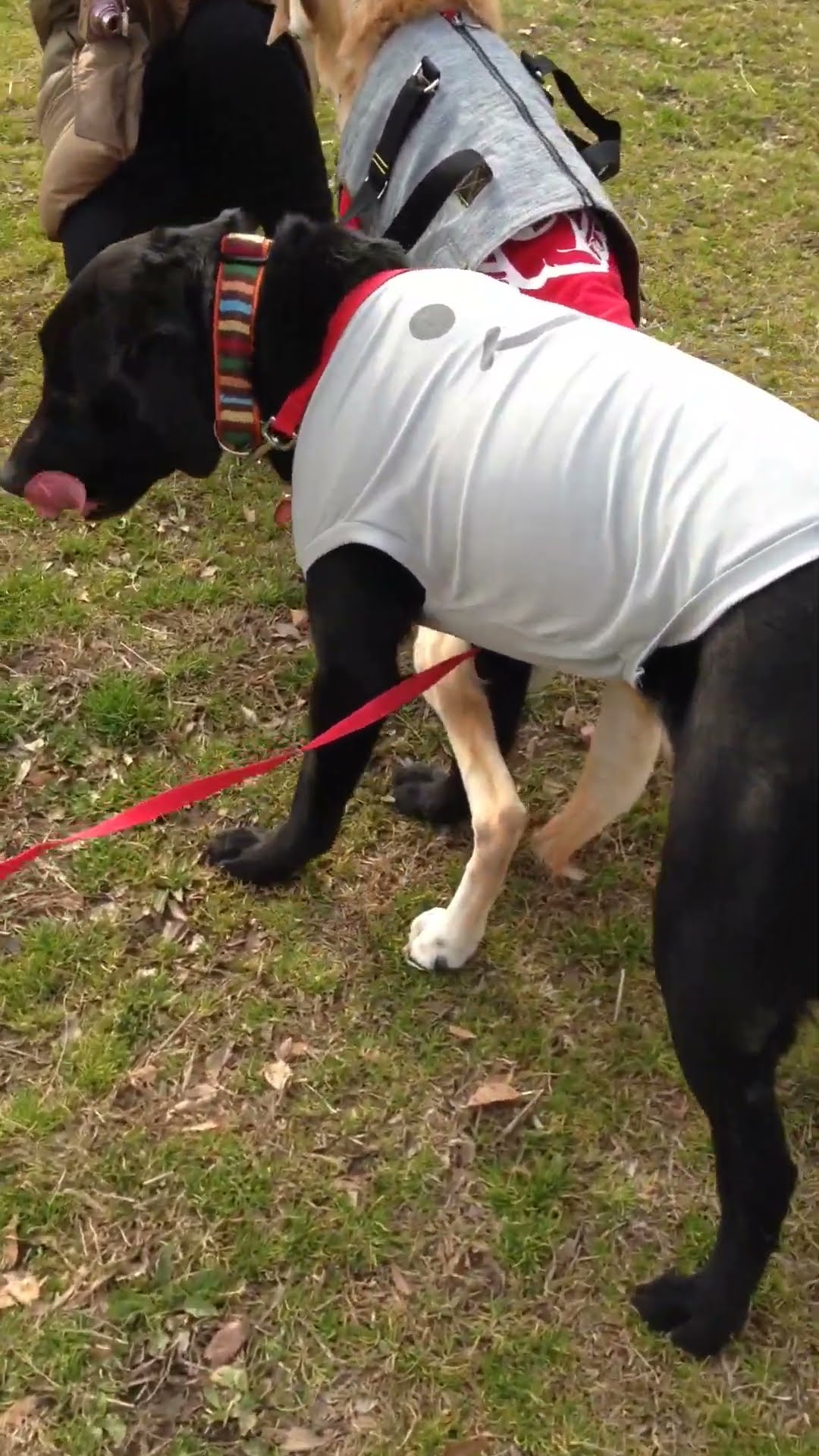 Young Dog Supports Old Dog with Bad Leg in Heartwarming Bond