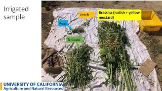 Results and Recommendations from a Cover Crop Variety Trial in Kern County, California