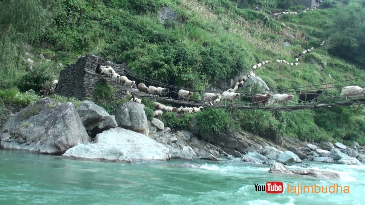 sheep herd crossing the bridge || sheep farm || Nepal || lajimbudha ||