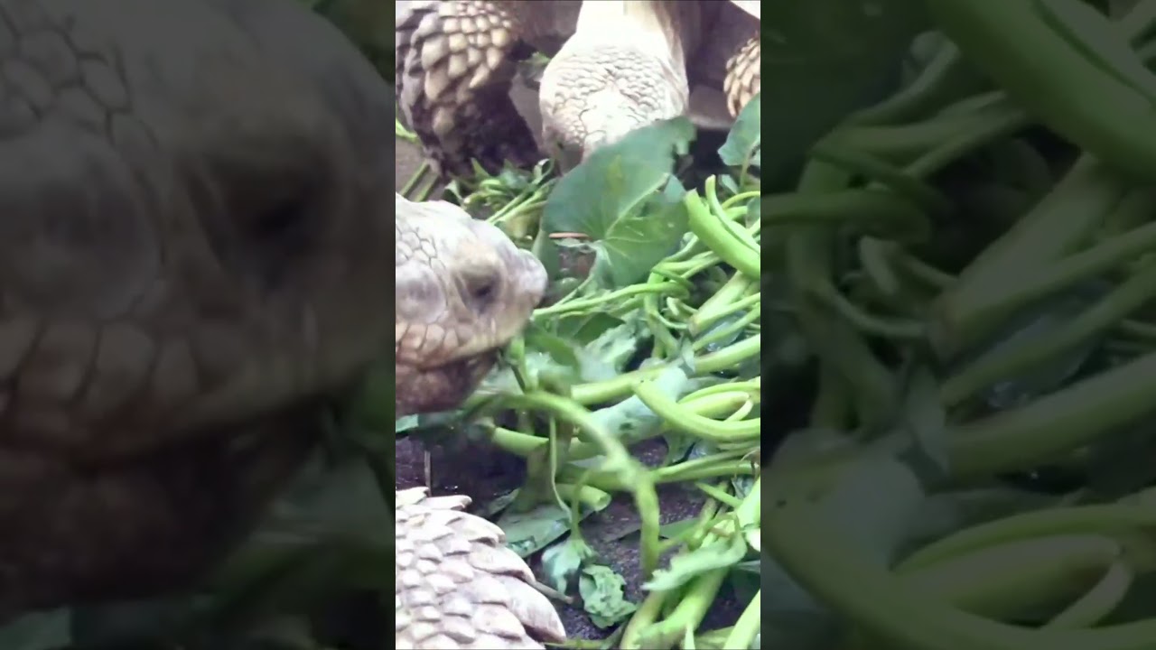 🔴 ASMR Delight - Turtle's Spinach Feast is the Ultimate Sensory Experience!