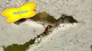 Ant Hill by Insect Lore