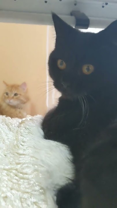 Грустные коты😔 - YouTube