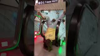 Woman Jumps Onto Escalator Handrail