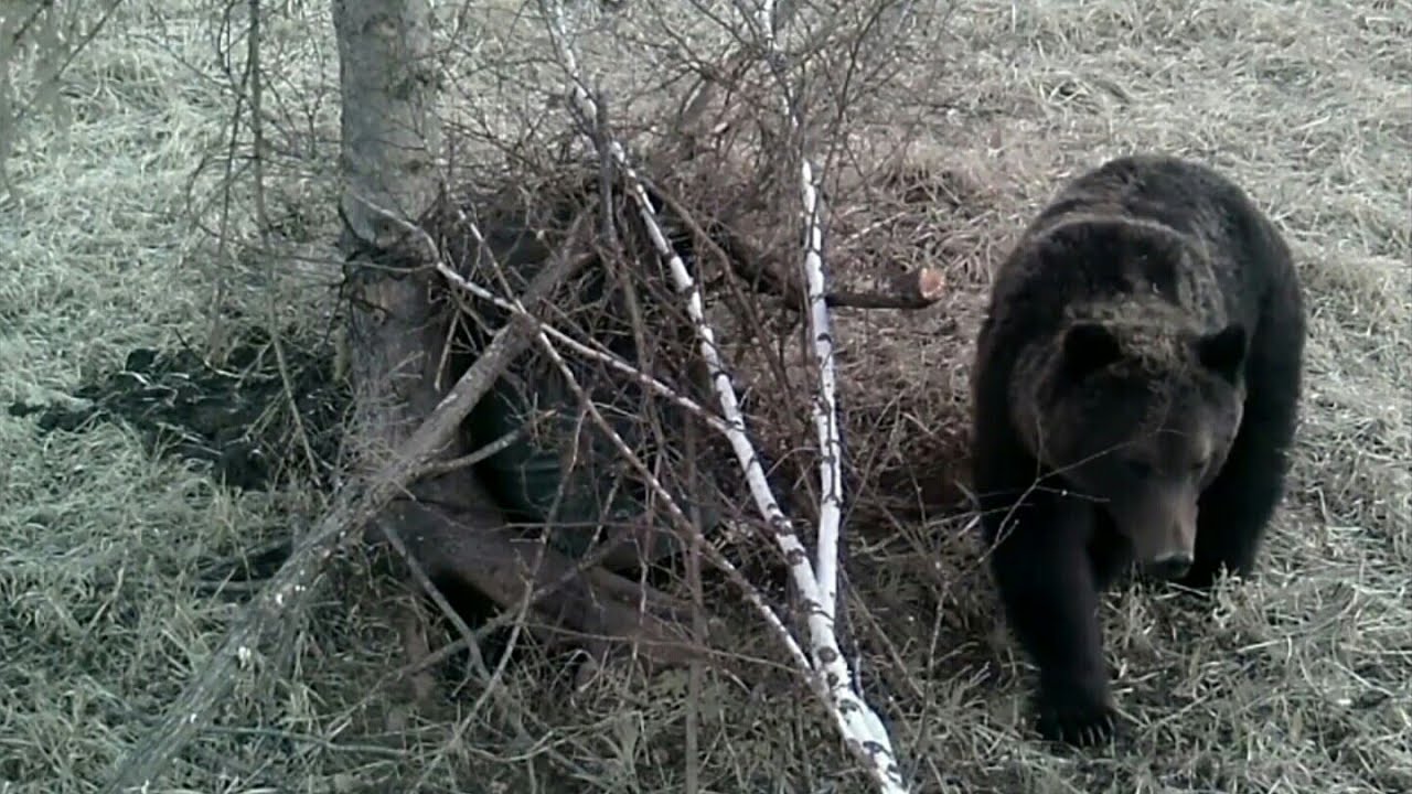 Охота на медведя видео 2023. Охота на медведя в Вологодской области. Медведь весной. Медведи в Ленинградской области.