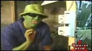 how to grow pot indoors harvesting marijuana seeds harvest kush