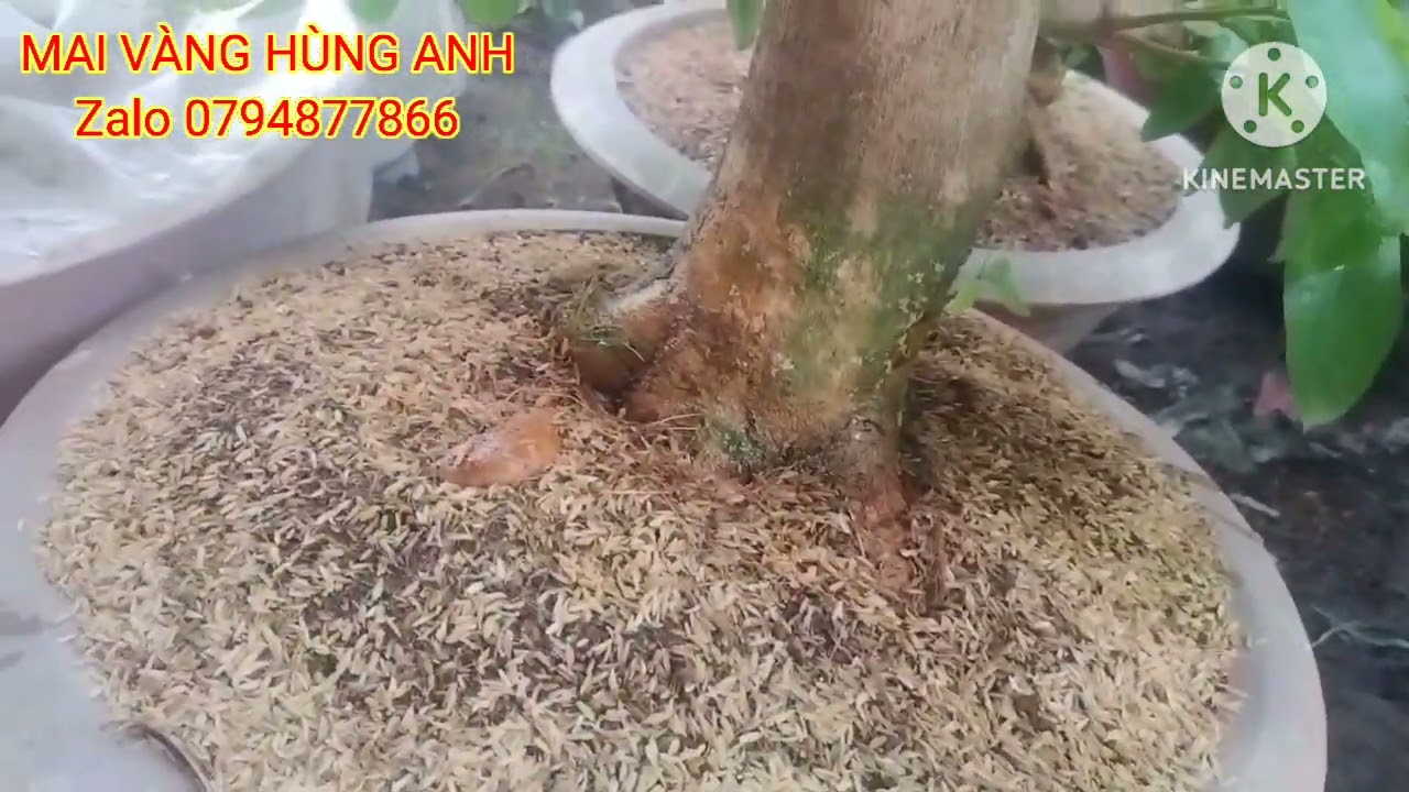 Chia sẻ cách chăm sóc cây mai phôi mới trồng 