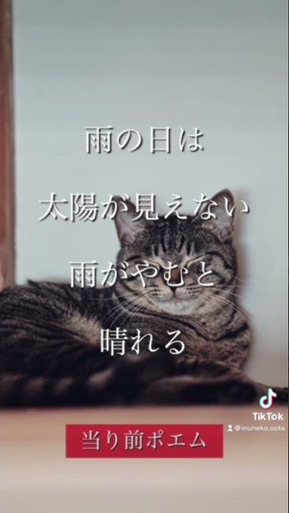 いぬねこプロジェクト大田支部 しょうチャンネル Youtube