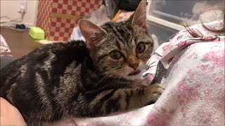 スリスリ！構ってもらって満足気な表情を浮かべる子猫