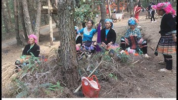 Du lịch tây bắc : Đồi thông Lai Châu điểm du lịch vui chơi lý tưởng mới