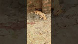 baby kitty #kitten #babycat#kittu#shortvideo #shorts #shortsfeed #youtubeshorts #piupiu #viral
