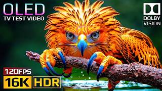 Premium+ 16K HDR Dolby Vision | OLED Nature Test 120fps (4K/8K Video TV)