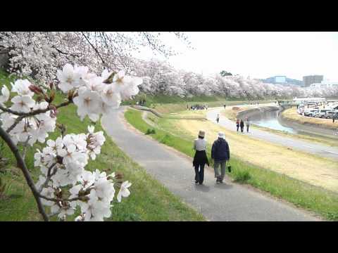 おかやまの桜　「旭川さくらみち」