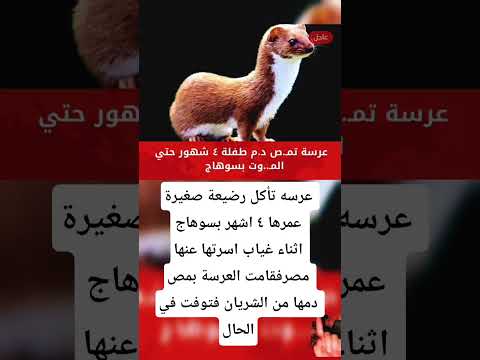 عرسه تأكل رضيعة صغيرة عمرها ٤ اشهر بسوهاج اثناء غياب اسرتها عنها فقامت العرسة بمص دمها من الشريان