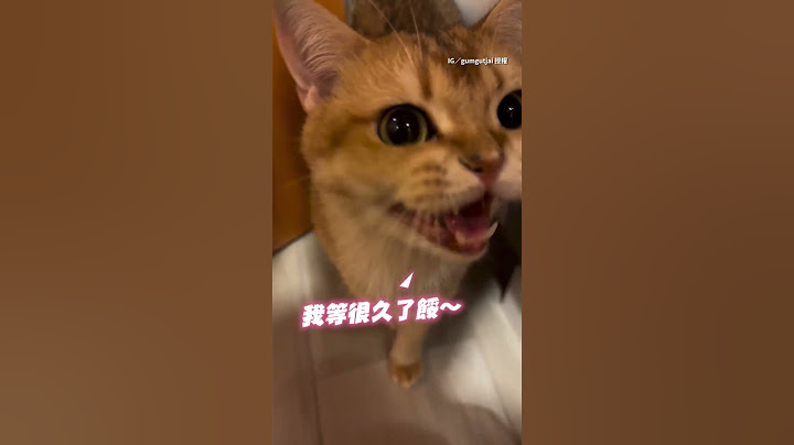 【怎麼這麼晚回來？】一回家就看到貓貓在等門 哀怨完開蹭～ #Shorts @funny_videos