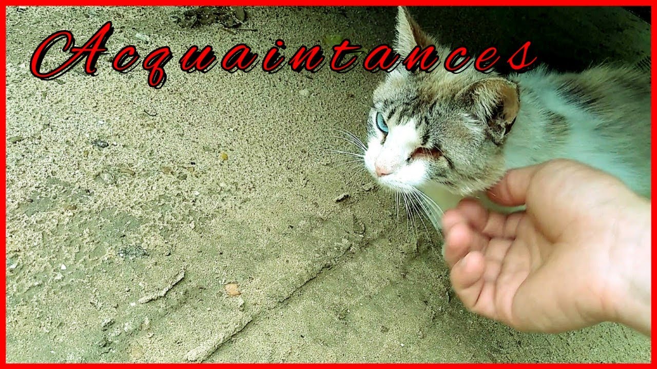 🔥 Cat Jack to get acquainted with domestic cats....