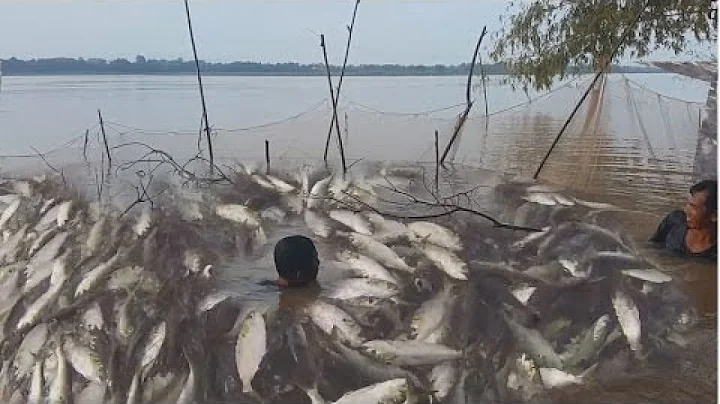 Primitive Net fishing in the river, Catching fish ...