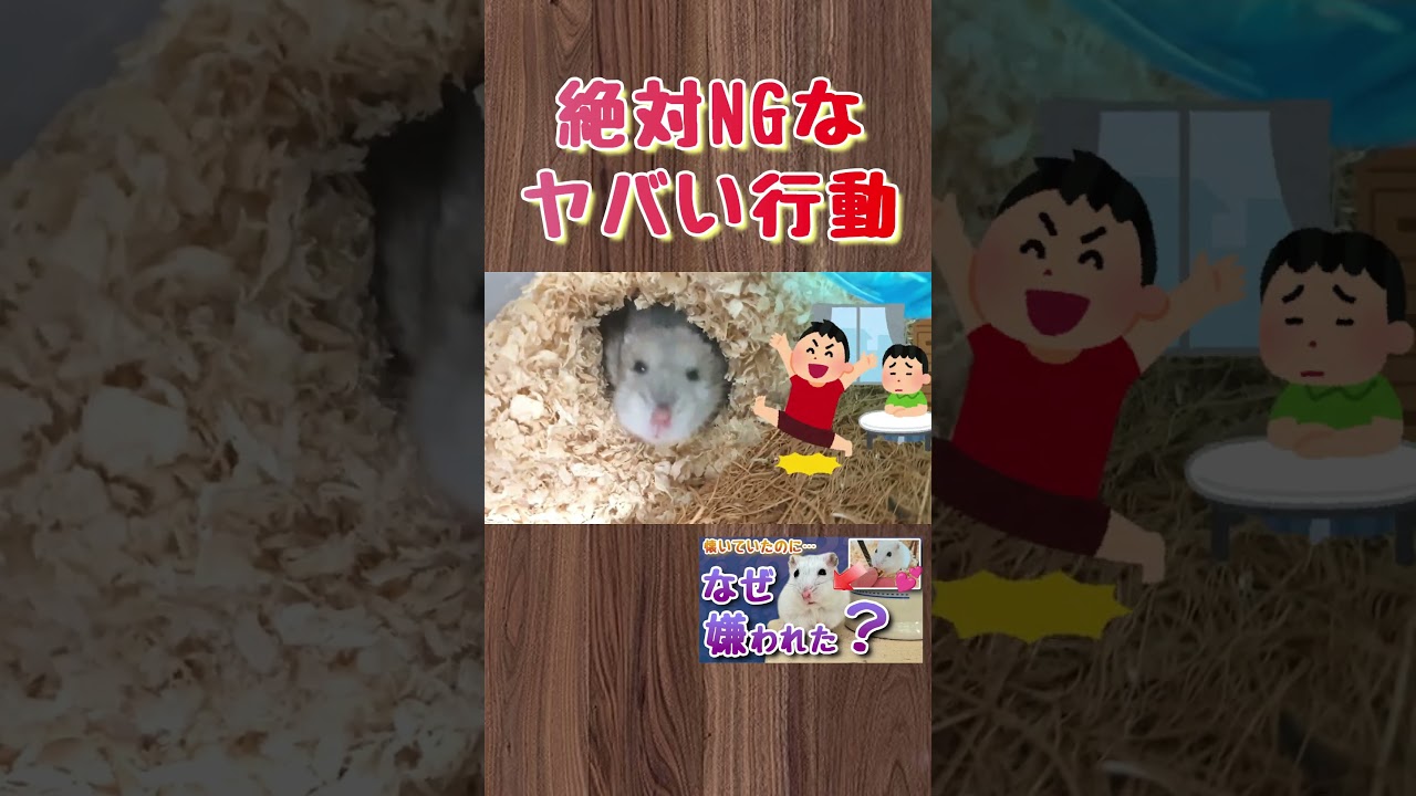嫌われる原因と仲直りの手順を本編で解説中！ #ハムスター #hamster#かわいい